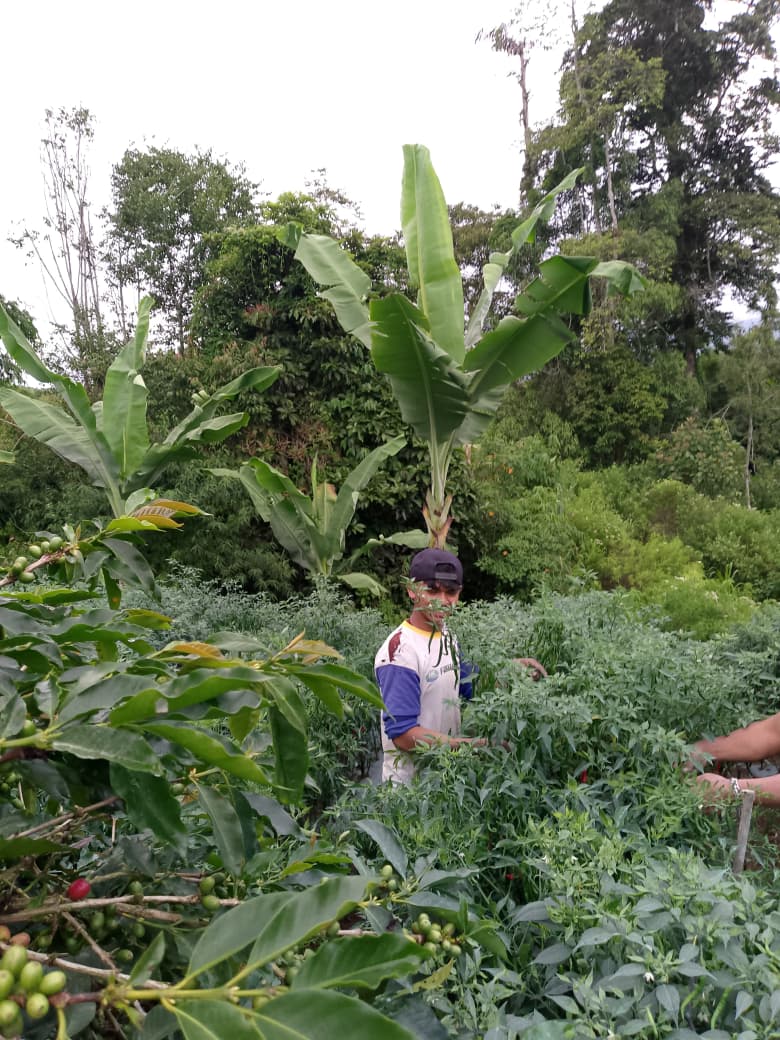 Suasana kebun