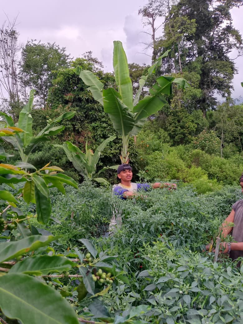 Memetik cabai di kebun